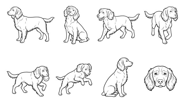 Collection of sprocker spaniel dog vector outline illustrations featuring cute sitting standing and running poses for pet care and canine training graphic design projects.