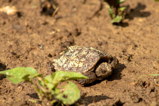 baby snapping turtle