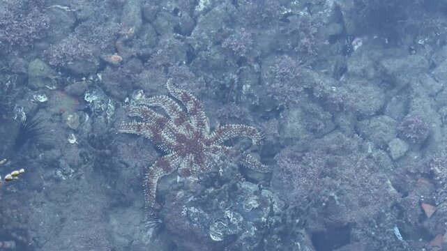 Multi Armed Sea Star in Shallow Estuary Water Bermagui New South Wales Australia