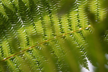 Close-up of fresh green fern frond textures illuminated by soft natural sunlight from behind. © AgungMuhammad
