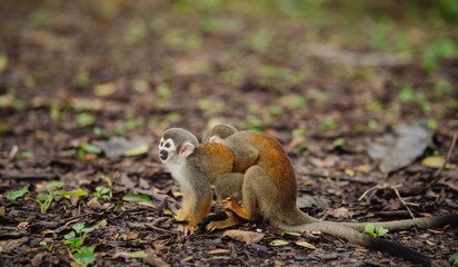 Obraz premium Squirrel monkey playing in the Amazon rainforest.