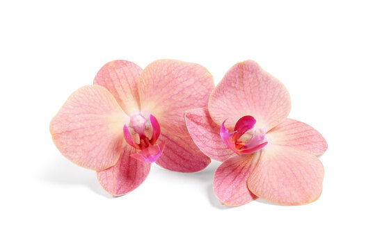 Two delicate pink orchid flowers with vibrant fuchsia centers, tropical beauty and elegance, isolated on a clean white background