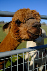 Fototapeta premium Brown Alpaca