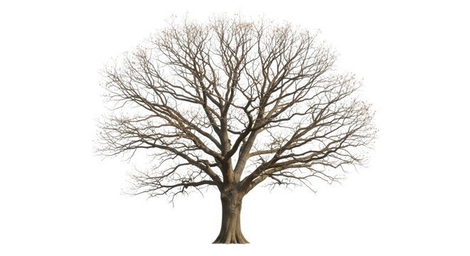 Large bare oak tree with detailed branches in winter season isolated on transparent background