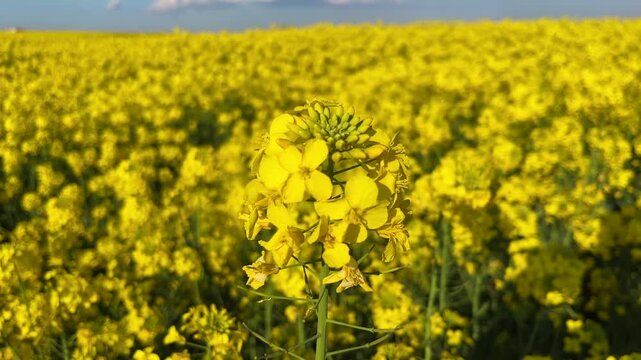 One Yellow Colza Canola behind Canola field (Turkish: Kanola) at autumn in the nature. (4K video)