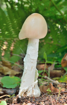 Edible mushroom (Amanita vaginata)