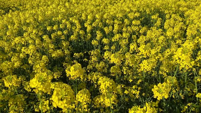 Yellow Colza Canola field (Turkish: Kanola) at autumn in the nature. (4K video)