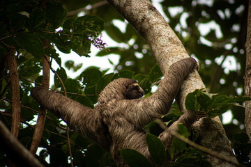 Sloth Climbing © Aadarsh