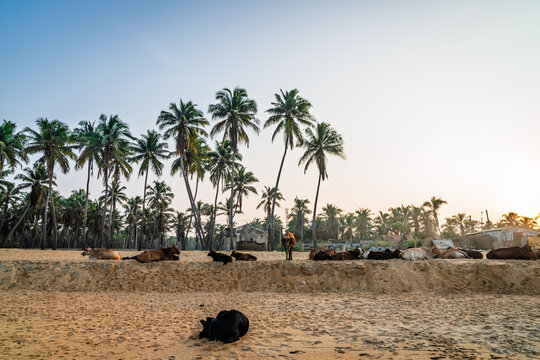 Cattle resting on tropical beach near Chilaw, Sri Lanka