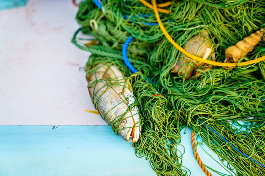 Fresh fish caught in fishing net near Chilaw, Sri Lanka