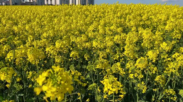 Colza Canola field (Turkish: Kanola) behind modern buildings at autumn in Istanbul, Turkey. (4K tilt video)