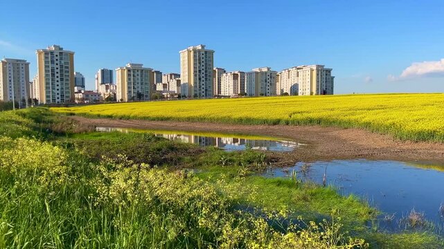 Artificial lake and Colza Canola field (Turkish: Kanola) behind modern buildings at autumn in Istanbul, Turkey. (4K video)