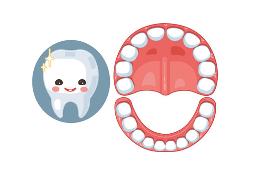 Primary Teeth and Deciduous Teeth Educational Illustration