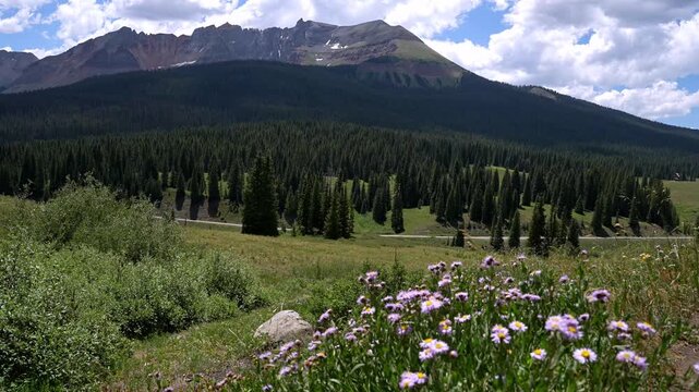 Colorado Mountain at sunset time with purple wildflowers in front view