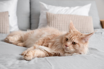 Cute beige Maine Coon cat lying on bed at home © Pixel-Shot