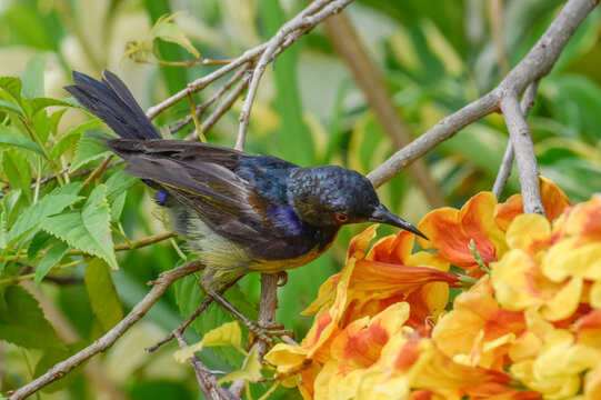 A brown-throated sunbird feeding on tecoma orange jubilee flowers. Photographed in the western part of Singapore.