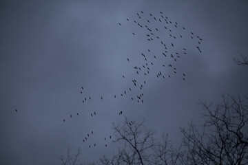 Obraz premium Flock of Birds Flying in the Cloudy Sky