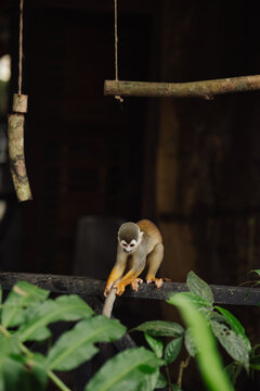 Squirrel monkey in the Amazon rainforest
