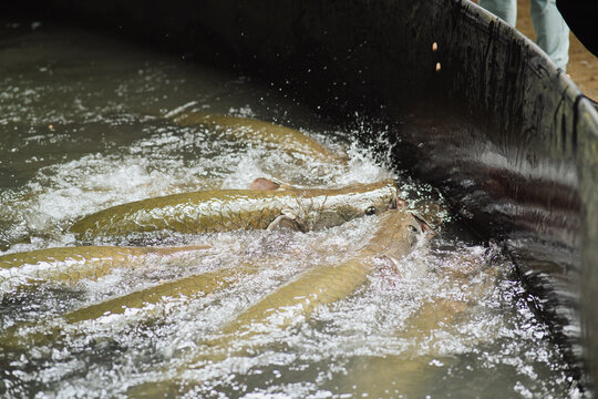 Arapaima in an Amazon pond