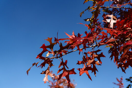 Close up of red autumn leaves in autumn with copy space