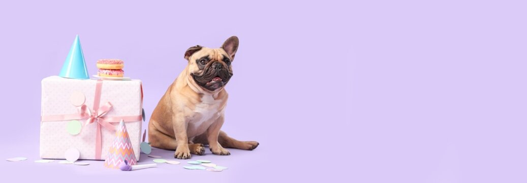 Happy french bulldog celebrating a birthday with a gift box, party hats, and donuts on a purple background