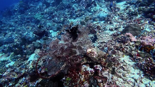 Delicate gorgonian coral and reef fish thrive on the sandy slopes of Bali, Gili Islands. Diverse marine life and intricate reef structure are perfect for underwater exploration and photography.