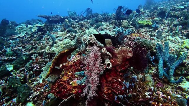 Colorful reefscape with sponges, soft corals, and hard corals at Bali, Gili Islands. The diverse marine life and vibrant textures of Indonesia&rsquo;s underwater world offer inspiration for divers and photo