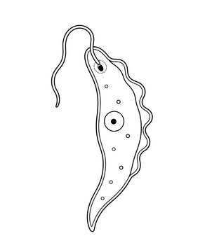 Trypanosoma Cell Structure Educational Biology Illustration Isolated on White Background