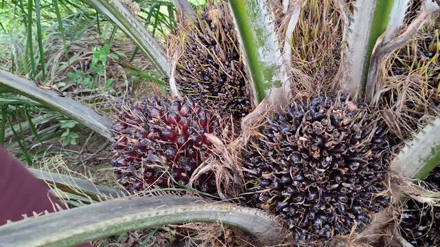 Close up of a worker's hand checking fresh and ripe oil palm fruit bunches on a palm tree, ready for harvesting in a tropical plantation.