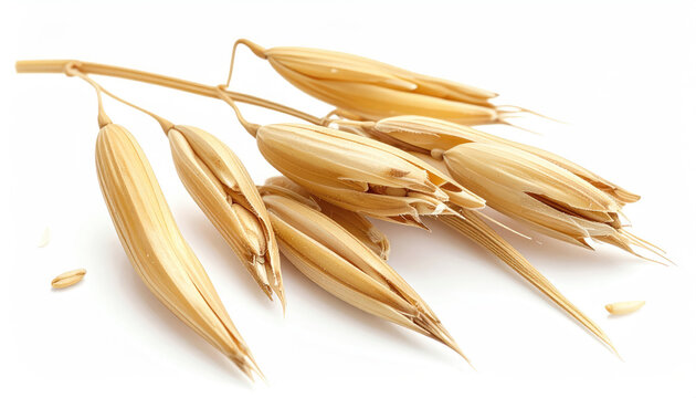 Dried Grain Head CloseUp for Agriculture and Food Industry