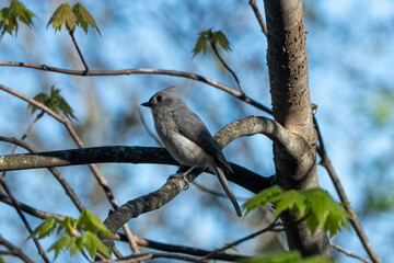 tufted titmouse © Casper