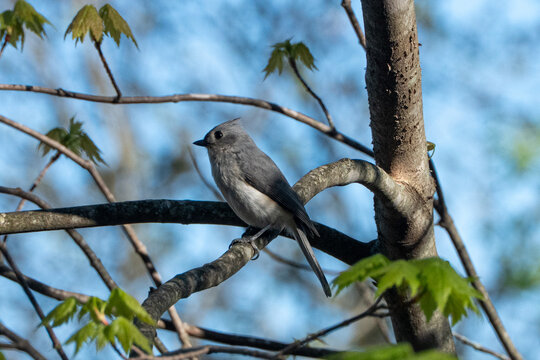 tufted titmouse