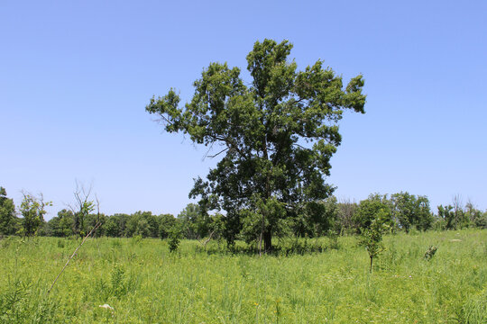 Single northern red oak tree in a field with clear sky at the Somme Prairie Nature Preserve in Northbrook, Illinois