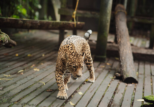 Jaguar in captivity in the jungle