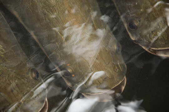 Pirarucu fish in the water in the Amazon