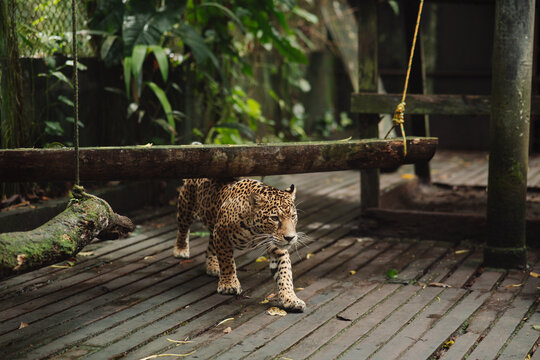 Jaguar in captivity in the jungle
