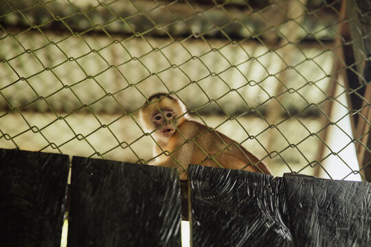 Capuchin monkey inside a cage in the Amazon rainforest.