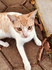 portrait of a cat © Munif
