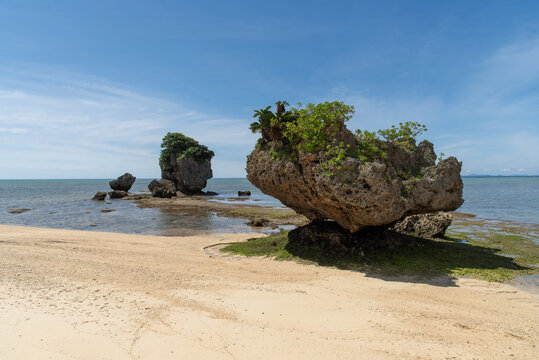 砂浜のある海岸線に立つ上部に植物の生える岩