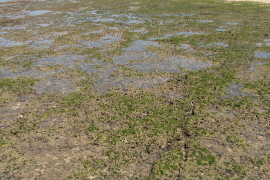 岩肌に水たまりと水苔がある海岸