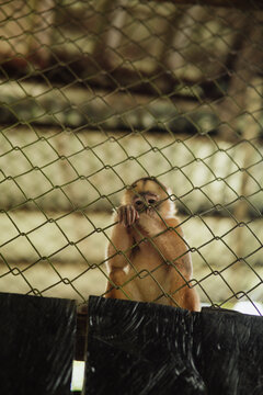 Capuchin monkey inside a cage in the Amazon rainforest.