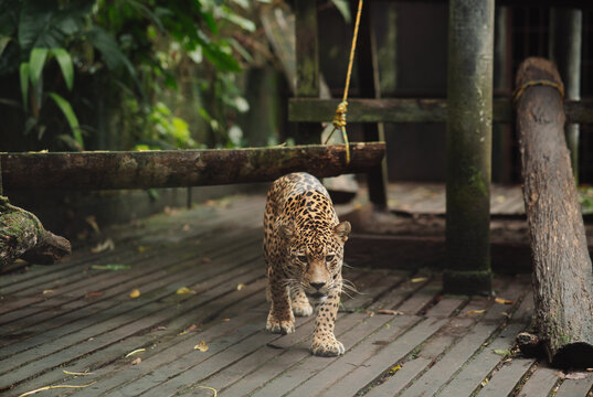Jaguar in captivity in the jungle