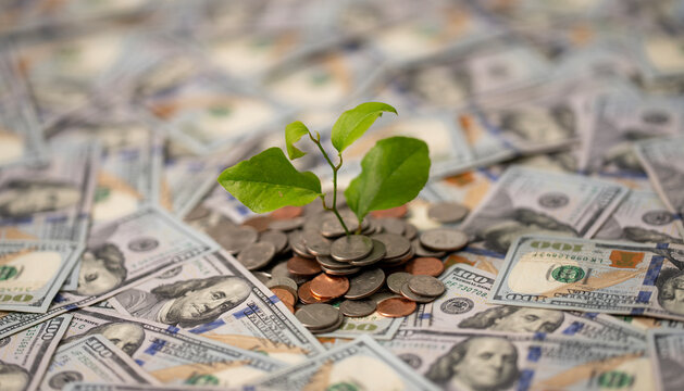 Tree of money symbolizing financial growth and success. Money tree concept. Saving and investment banner with dollar money tree. Money concept with dollars, banknotes, coins, ang growth green tree.