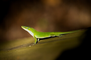 Fototapeta premium green anole closeup