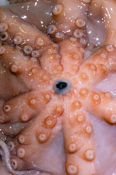 Octopus tentacles reveal detailed suction cups. Fresh octopus texture suits seafood concepts. Macro close up highlights marine anatomy. Raw seafood enhances culinary photography.