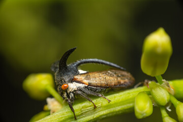 Detailed macro of horned treehopper resting green plant stem vivid natural colors shallow depth of field soft blurred background highlighting insect features © JP.Studio