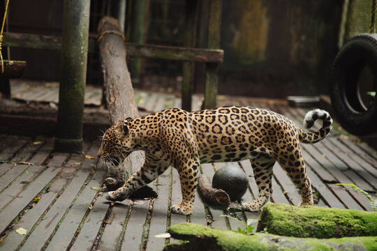 Jaguar in captivity in the jungle