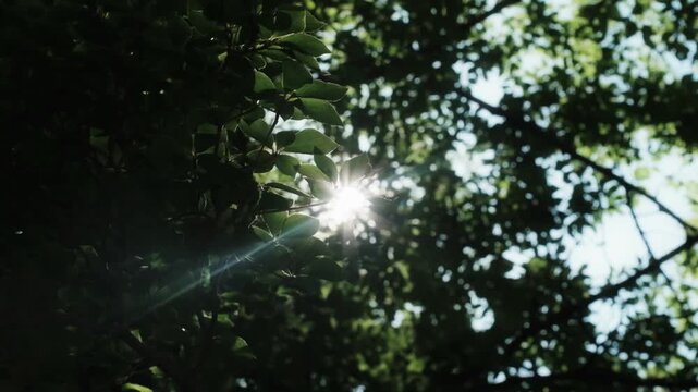 春、初夏、夏の晴天の森の木とさわやかな新緑の葉に太陽の強い日差しと木漏れ日　レンズフレアと七色のゴースト　夏休み・ゴールデンウィーク・観光・旅行・アウトドア・洗濯のイメージ背景
