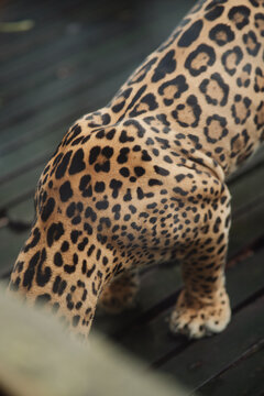 Jaguar in captivity in the jungle