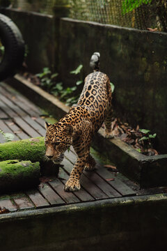 Jaguar in captivity in the jungle